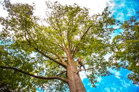 Professional Tree Services in Port Wentworth, GA